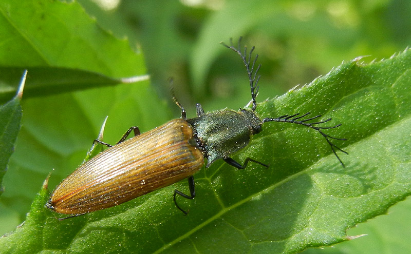 Ctenicera virens (Elateridae)